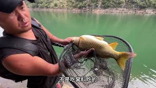 【無空野釣】樹樁真的很藏魚，時不時就來個驚喜  #探险 #户外 #钓鱼生活 #钓鱼高手 #钓鱼分享 #钓鱼佬 #大鱼