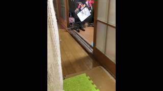 音読に参加する猫