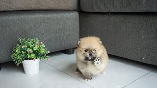 Super Cute Micro Teacup Pomeranian Puppy