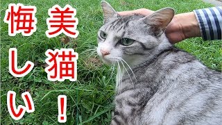 8月19日　悔しい美猫のこむぎちゃん。なんでポチャ猫先輩ばっかり。あずきちゃんと親分とチビの日常