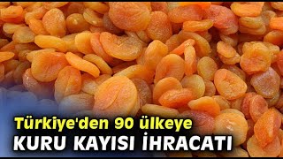 DÜNYA KAYISI BAŞKENTİ MALATYA'DAN REKOR İHRACAT