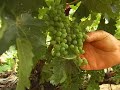 july morning vineyard walkthrough