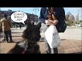 Happy Husky talks to strangers and gets given biscuits too