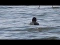 diving coot