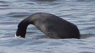 Diving Coot