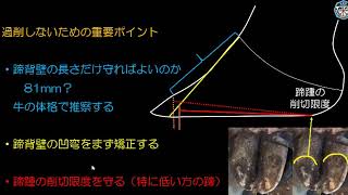 牛の機能的削蹄　（日本の伝統的削蹄）解説（あべのり）