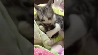 Mother cat protects babies#cat #funny #funnycat #fyp