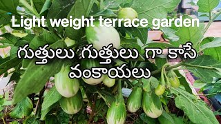 మా మిద్దె తోటలో ఏడు ఇంచుల మట్టిలో గుత్తులు గుత్తులుగా కాసే వంకాయలు ఎన్ని కాసాయో  చూడండి