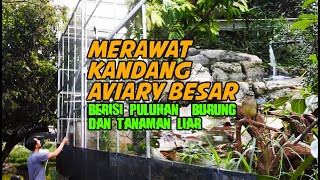 CARA MUDAH MERAWAT KANDANG AVIARY BESAR DENGAN PULUHAN PASANG BURUNG DAN TANAMAN LIAR DI DALAMNYA