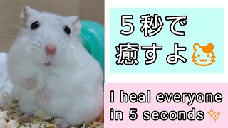 ゆきみくんshort🐹#261  5秒で皆を癒すハムスター✨  A hamster that heals everyone in 5 seconds✨