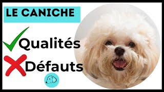 TOUT SAVOIR SUR LE CANICHE 👉 Caractéristiques - Qualités et Défauts