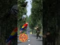 parrot pingen crow peacock 🦚 shortsfeed​​ vairalvideo​​ shortsfeed​​ shorts​​ trending​​