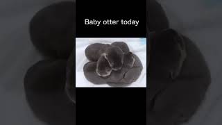 みんなで寝るのが好きなカワウソ赤ちゃんSet up everybody【baby otter】