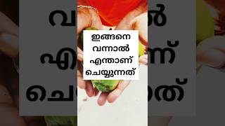 പുള്ളിക്കുത്തു മാറാനായിട്ടു എന്ത് ചെയ്യണം..??#shortsfeed #youtubeshorts #ytshort #ytshorts  #fruit