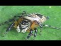 Spiders of Costa Rica-An Array of Arachnids