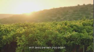 ענבי סייבל - זן ענבים שחורים מזני הבוטיק הייחודיים של ענבי טלי