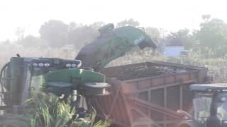 Mechanized sugar-cane harvest a fascinating spectacle