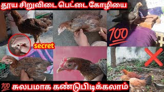 original siruvidai nattu kozhi | தூய சிறுவிடை நாட்டுக்கோழி கண்டுபிடிப்பது எப்படி