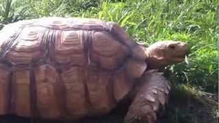 Turtle eats grass like rabbit - 풀먹는 거북이