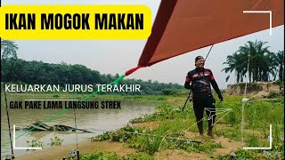 CARA JITU ATASI IKAN MOGOK MAKAN.. GUNAKAN CARA INI LANGSUNG STREK‼️‼️