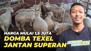 Harga Domba Texel Jantan Murah | @AGROTV9