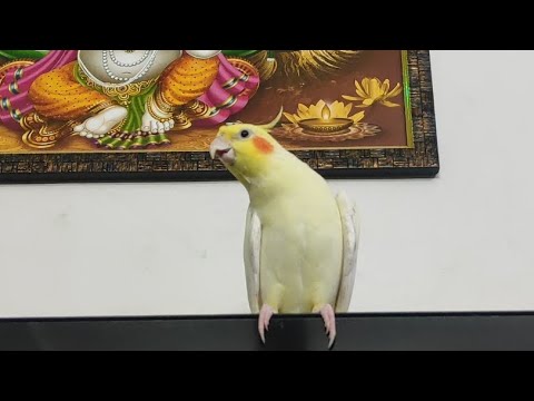 Happy Cockatiel Singing ёяшн Youtube