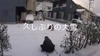 久しぶりの大雪に