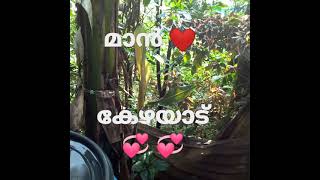 # shorts videos കേഴയാട് 💞 💞 കേഴമാൻ💞❤❤