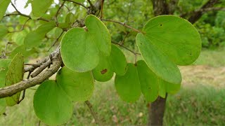 #SHORTS ITO ANG ALIBANGBANG PLANT, PUWEDENG ALTERNATIVE SA PAMPAASIM