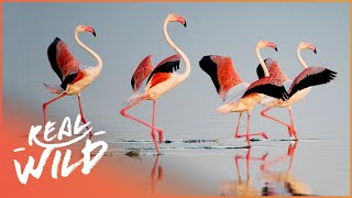 The Spectacular Birds Of East Africa [4K] | To The Ends Of The Earth | Real Wild