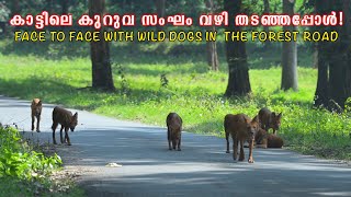 Explore Wayanad Forest roads \u0026 Village beauty | Family trip \u0026 stay at Morickap Lords 83 Resort