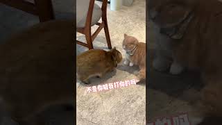 响响：你打我撒！ #飞机响响 #cat #pets #funnycats #萌宠出道计划 #cute #萌宠