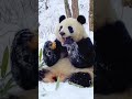 野外雪地開餐的糯米糰子🐼心都融化了太可愛了💕 my heart melted so cute piano asmr relaxing cute 熊貓 china animals