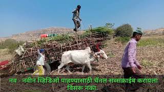 Sugarcane cutting \u0026 Travelling #Epi-32 #बैलगाडी  #ऊसवाहतूक  #Bail gadichi ustodni