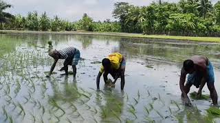 বর্ষা আসতেই কৃষকের আমদান রোপণ