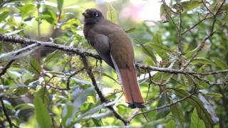 Collared Trogon - female (Trogon collaris)