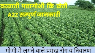 पत्ता गोभी कि खेती कि सम्पुर्ण जानकारी cabbage farming A2Z जानकारी पत्ता गोभी के प्रमुख रोग व निवारण