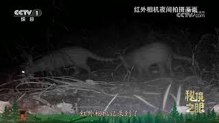 《秘境之眼》 小灵猫 20241215 |  CCTV