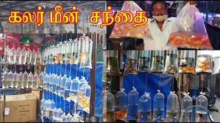 Kolathur  Colour fish market tour |