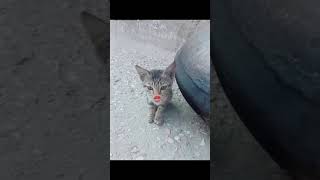 Cat song ||  tum to dhoky baaz ho