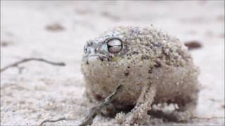 Desert Ech Frog