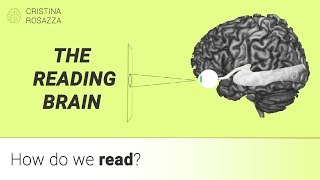 How do we read? Our brain's multilingual expertise - Pillola #5 ENGLISH