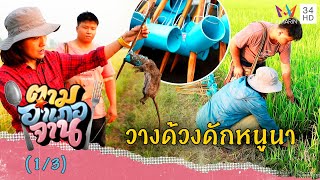 ลุยนาวางด้วงดัก 'หนูนา' จ.พิจิตร | ตามอำเภอจาน | 8 เม.ย.66 (1/3)