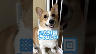 【喋る】お返事してもらいたい飼い主に応えてくれる犬 #コーギー #ちくわ #shorts