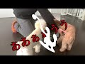 母の日のプレゼントはこれしかない！なぜか愛犬が大興奮【トイプードル 】【mother’s day】gave a present on mother s day