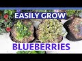 Growing Organic Blueberries in Containers 101 - Complete Guide