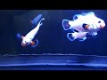 wyoming white clownfish