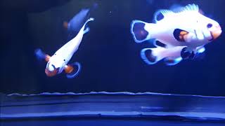 Wyoming White Clownfish