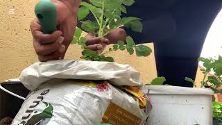 My first time replanting potatoes from a bucket to bags! I'm not an expert…