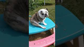 English Bulldog knows he's CUTE